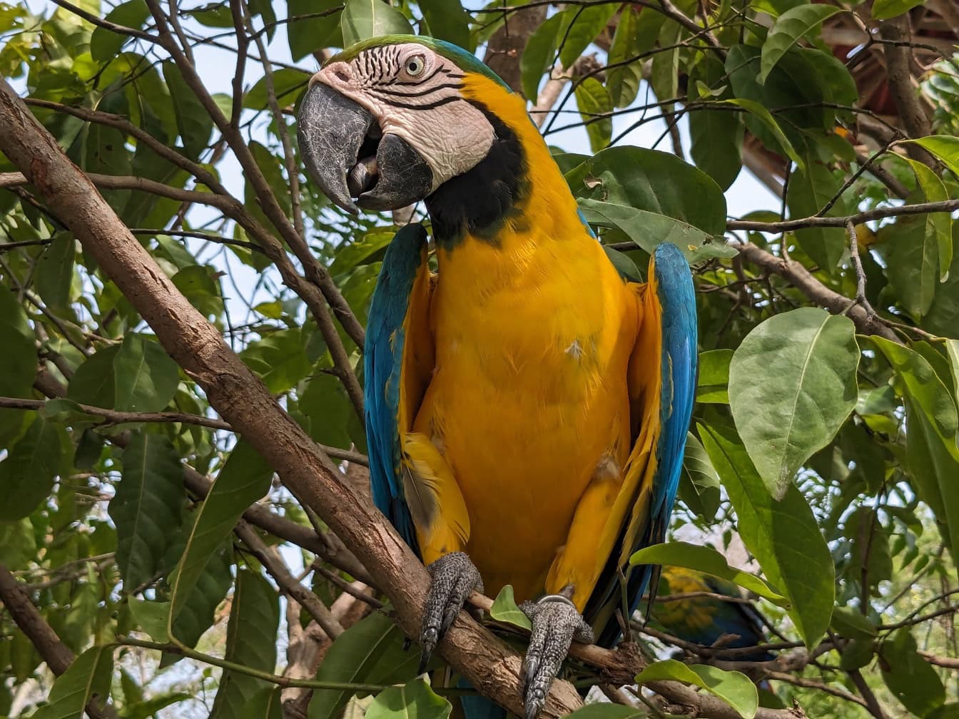 파란색과 노란색의 금강앵무 또는 청금앵무새는 나뭇가지에 매달려 있는 아름다운 이국적인 열대 앵무새를 (Ara ararauna) 있습니다
