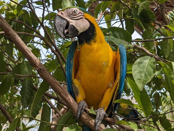 The blue-and-yellow macaw or blue-gold macaw bird (Ara ararauna) a beautiful exotic tropical parrot on a branch