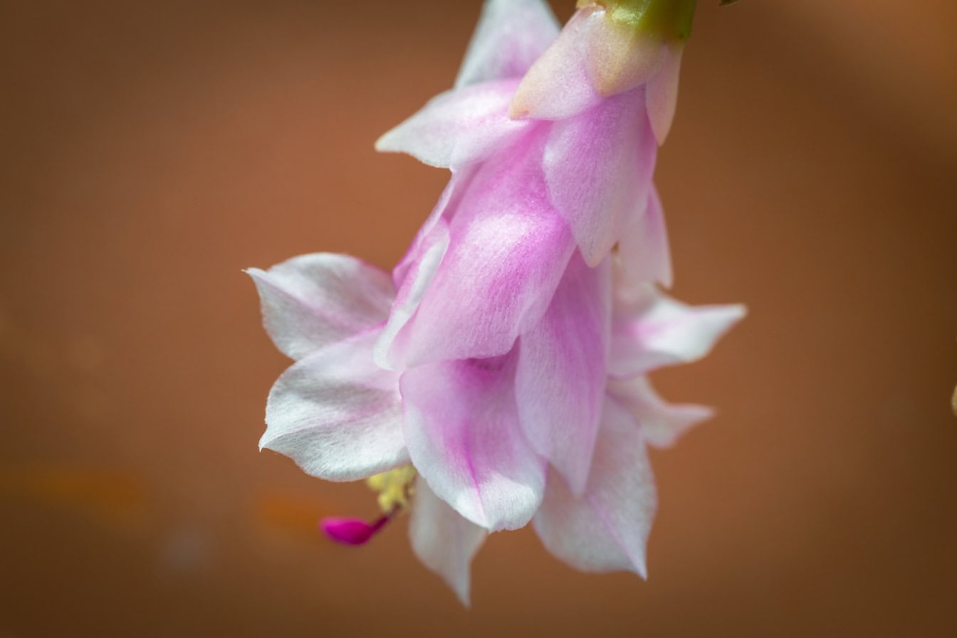Prim-plan al petalelor alb-roz ale unei flori