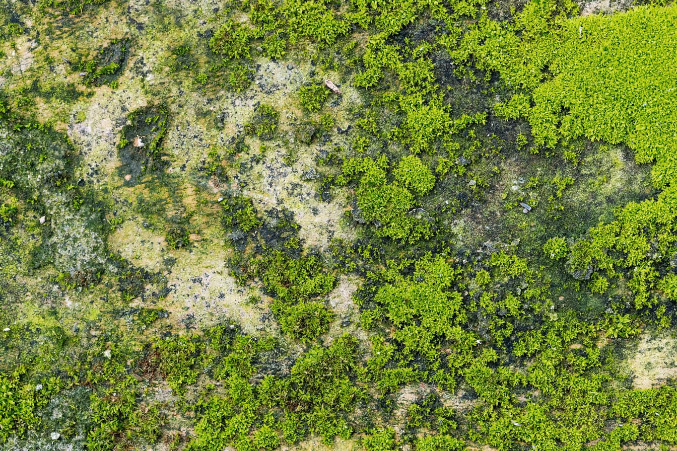 Texture d’une mousse verte sur une surface en béton