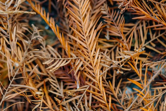 Tekstur close-up tumpukan daun pinus kering berwarna coklat