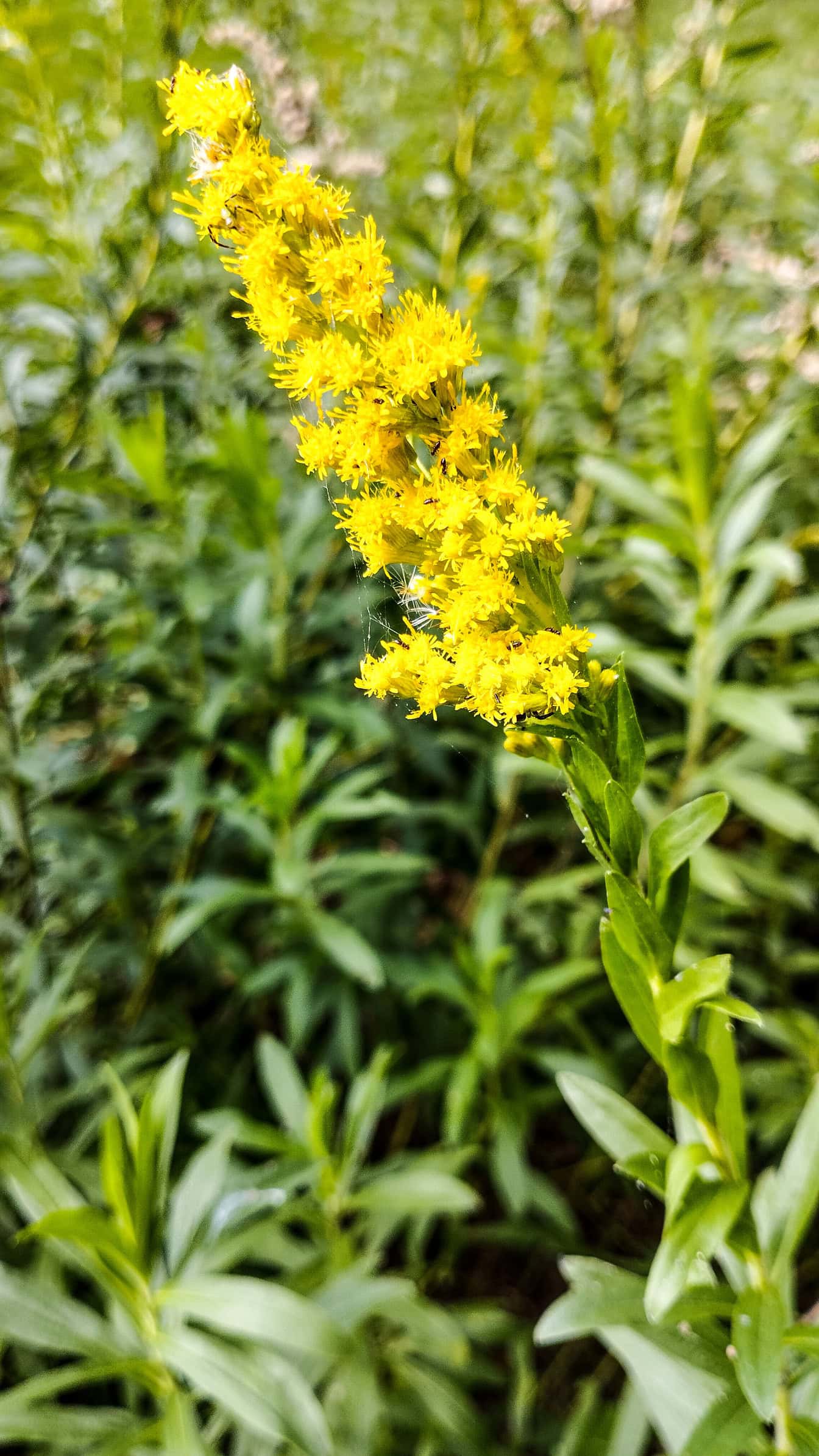 Un fiore noto come verga d’oro canadese (Solidago canadensis) un fiore giallo in piena fioritura