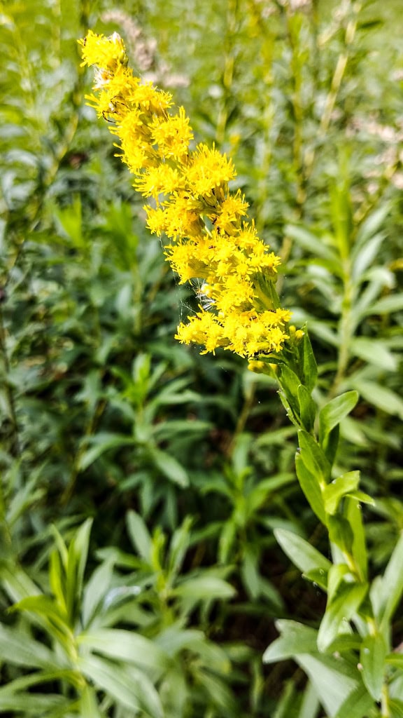 ดอกไม้ที่เรียกว่า Canadian goldenrod (Solidago canadensis) ดอกไม้สีเหลืองบานสะพรั่ง