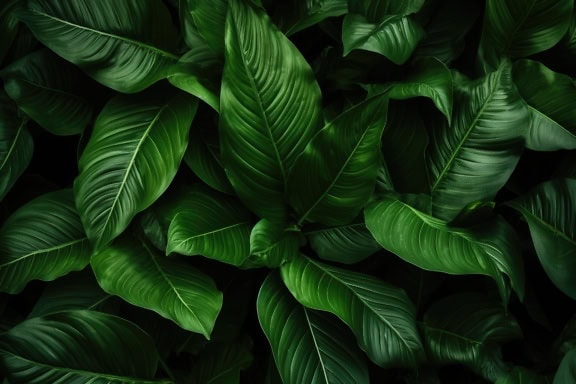 Close-up daun hijau tanaman berumbai dalam bayangan gelap (Dieffenbachia seguine)