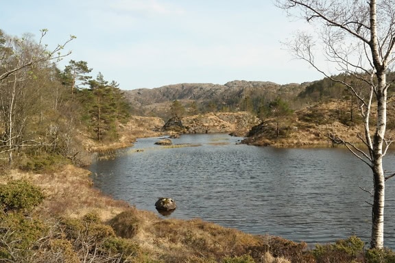 Ruhige Landschaft eines Sees, umgeben von Bäumen und Sträuchern