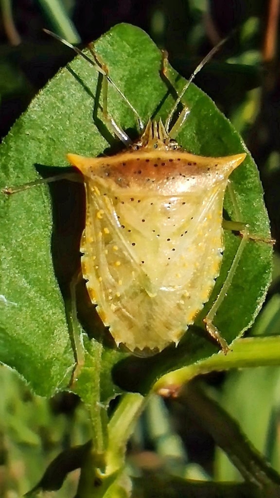 Sárgás Loxa büdös bug egy zöld levélen