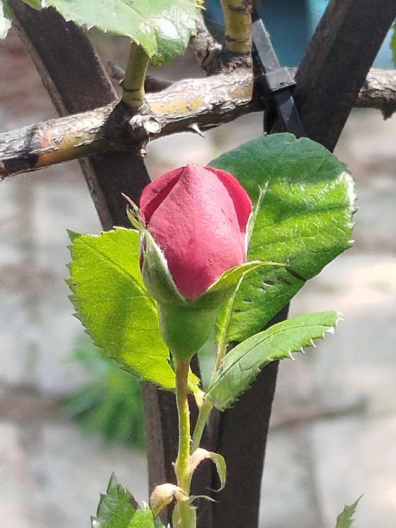 Nærbillede af en lyserød rosenknop