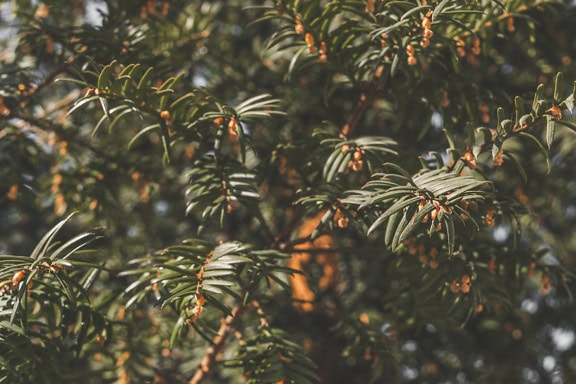 Tampilan dekat pohon yew Inggris dengan buah beri (Taxus baccata)