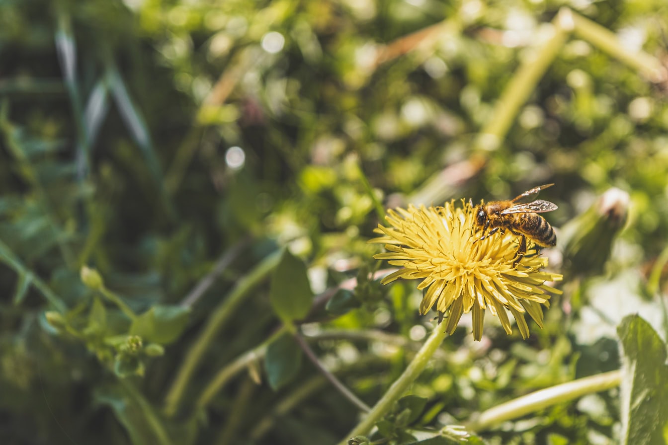 Lebah madu pada bunga dandelion kuning mengumpulkan nektar