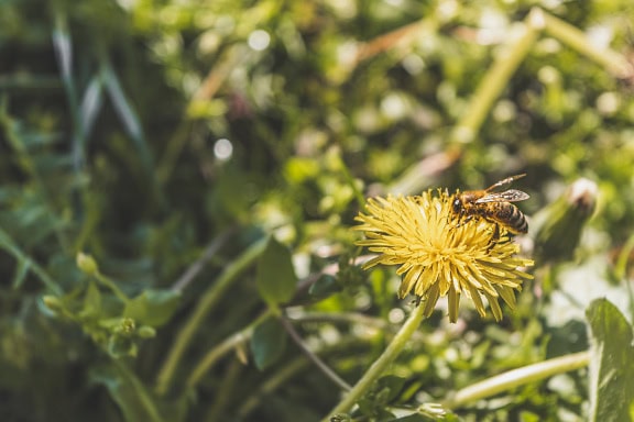 Медоносная пчела на цветке желтого одуванчика собирает нектар