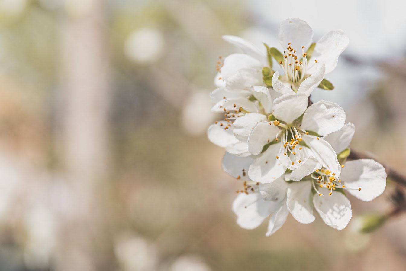 Lähikuva kirsikkapuun lempeistä valkoisista kukista täydessä kukassa