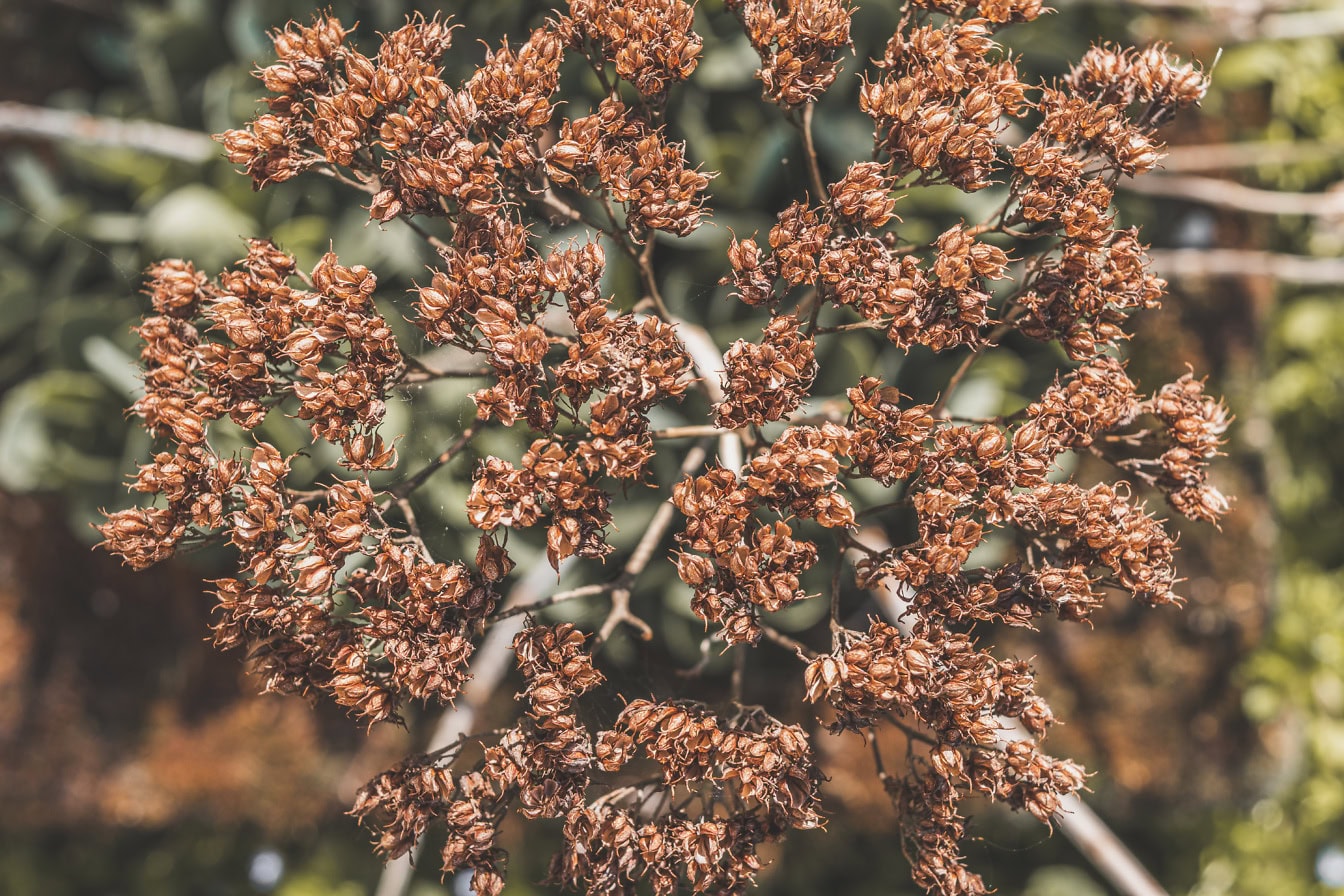 Kuivattu ruskea kasvi, jossa on pieniä kukkia (Sedum telephium)