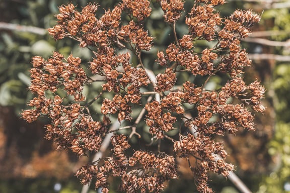 Torkad brun växt med små blommor (Sedum telephium)