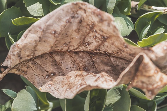 Сухо кафяво разлагащо се листо с бели точки върху него