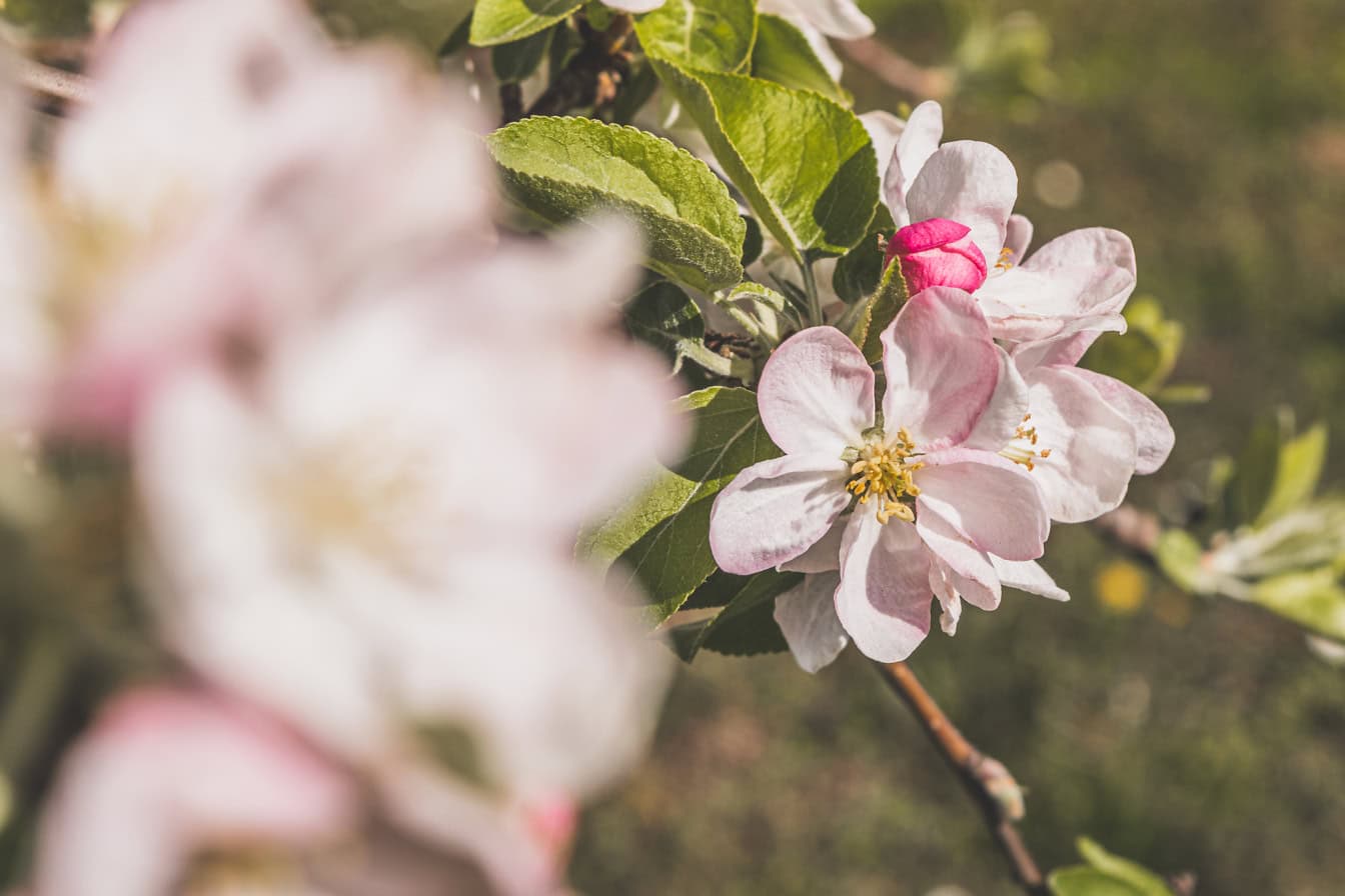 Nærbillede af en blomstrende æblegren om foråret