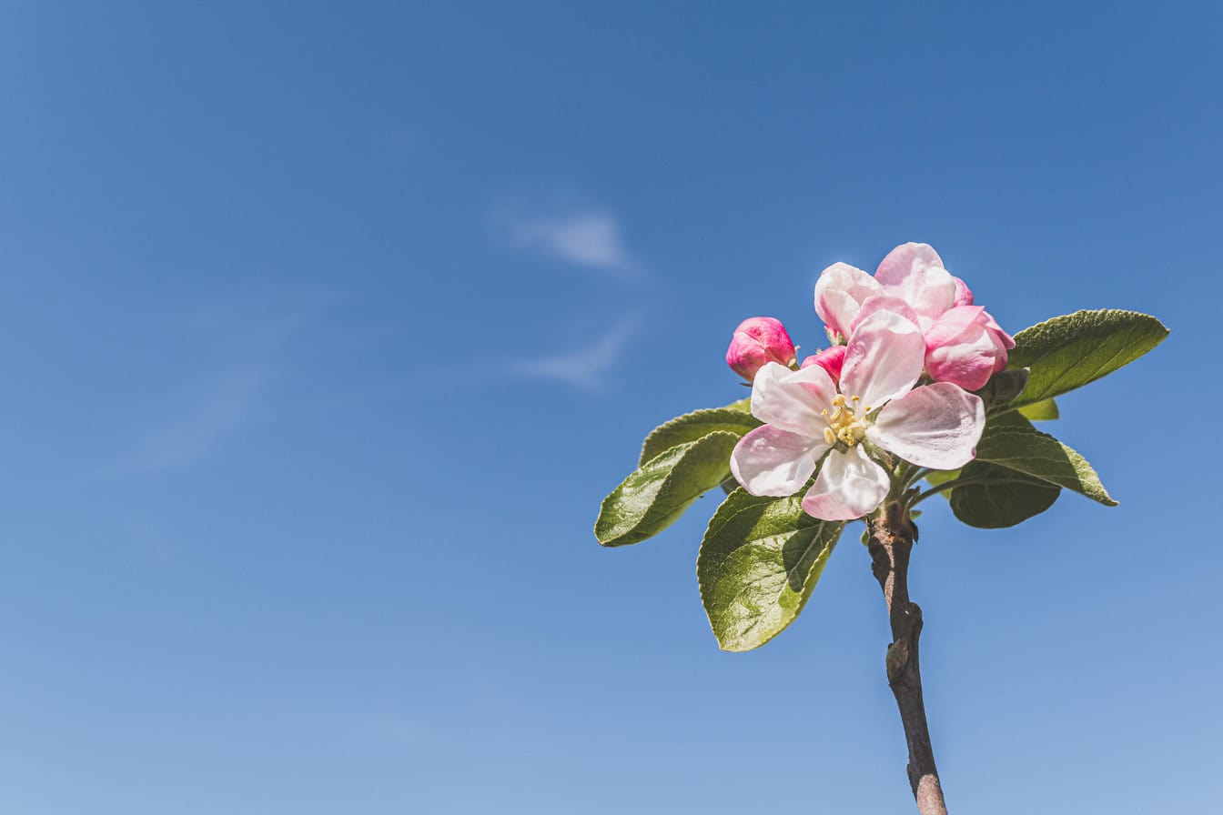 Floração de botões de macieira em galho com céu azul como fundo