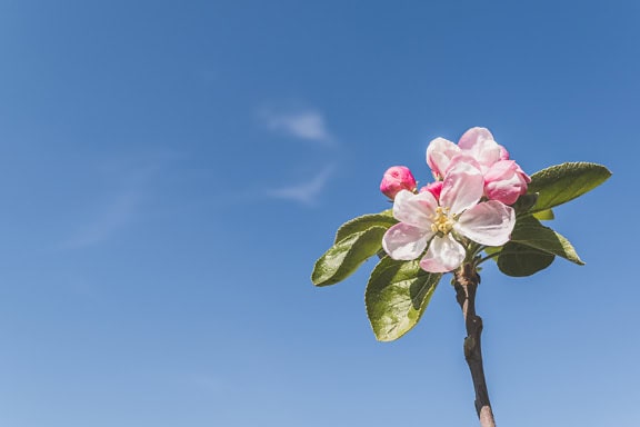 Flowering of apple tree buds on twig with blue sky as background