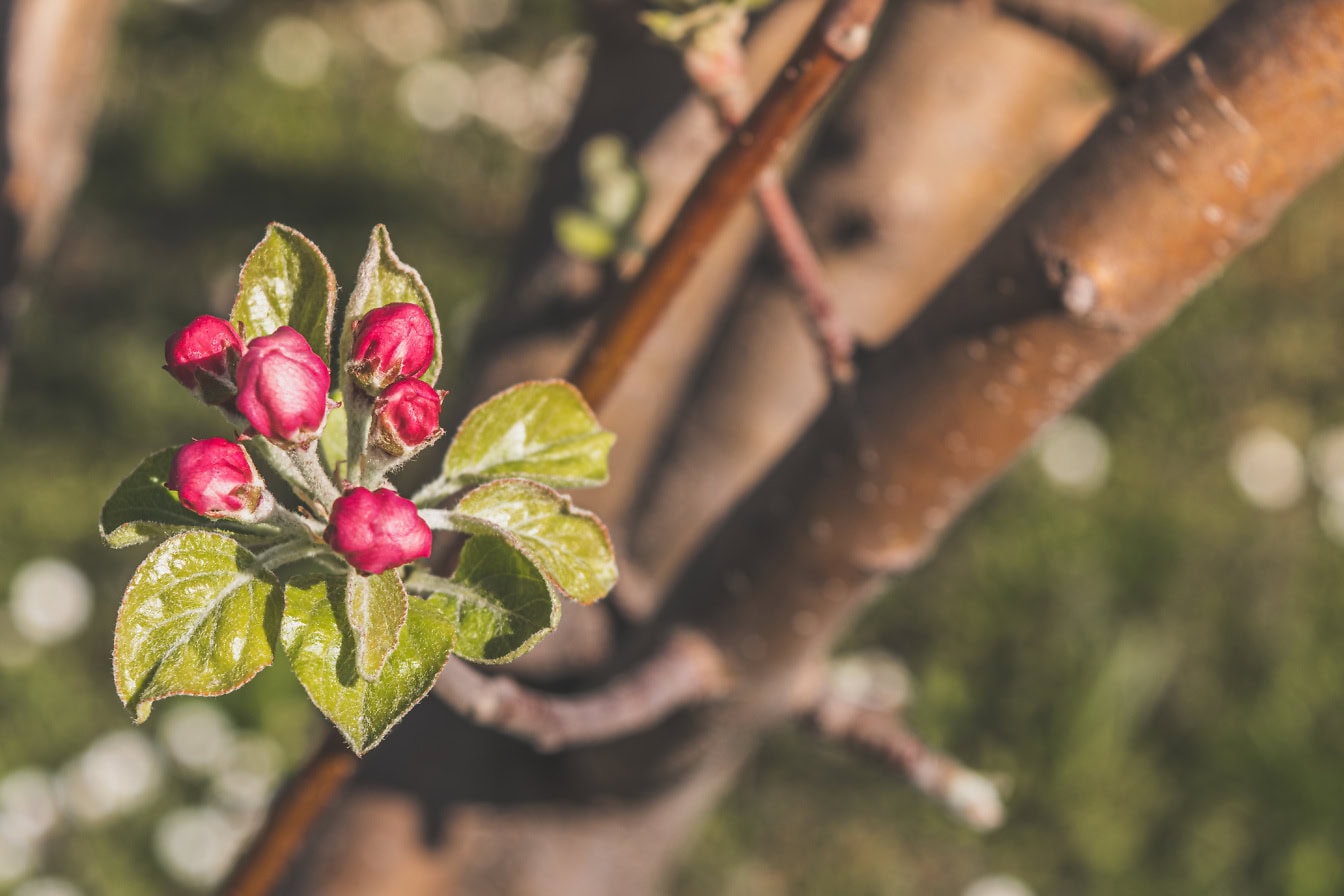 ภาพระยะใกล้ของดอกตูมสีแดงที่ยังไม่ได้เปิดของต้นแอปเปิ้ลบนกิ่งไม้