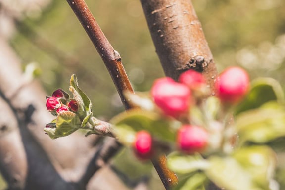 Prim-plan al unei crengi cu muguri de flori roz închis nedeschise de măr la primăvară