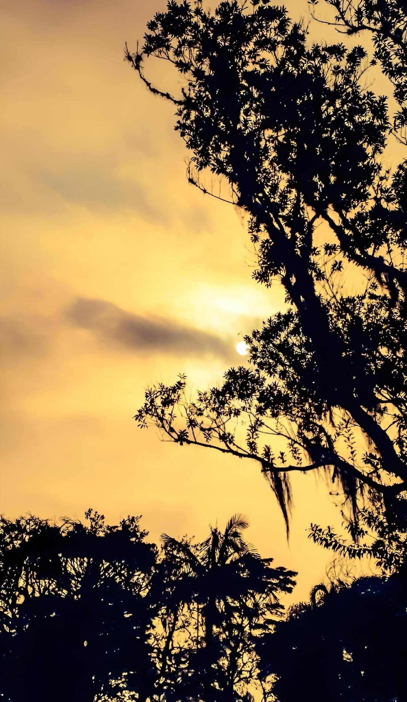 Siluet pepohonan dengan langit kekuningan dengan awan kabur dan Matahari di latar belakang