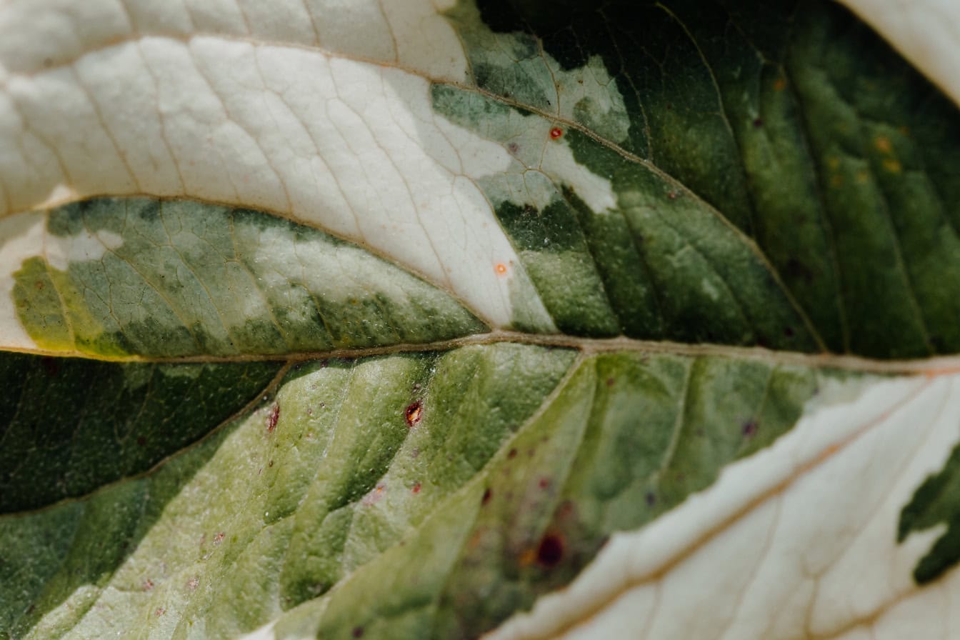 Nærbilde av et grønnhvitt urteblad kalt mosaikkfiken (Ficus aspera)