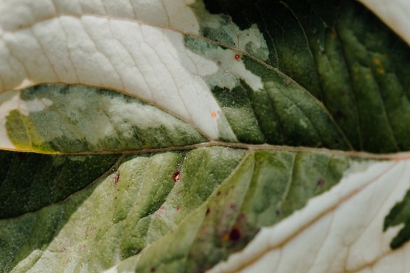 Zbliżenie tekstury zielonkawo-białego liścia zioła zwanego mozaikowym (Ficus aspera) figowym