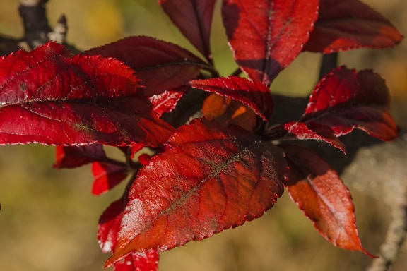 늦가을 햇빛이 비치는 가지에 짙은 붉은 잎의 클로즈업