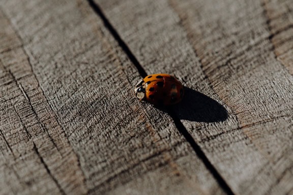 Oranje-geel lieveheersbeestje op een houten oppervlak onder zonlicht dat lange donkere schaduw maakt