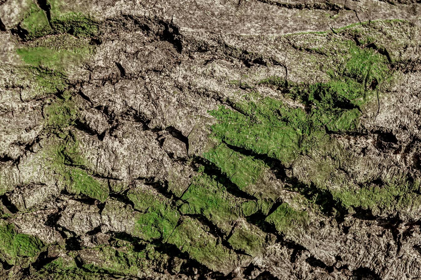 Textuur van een schors van een walnotenboom met groene verf die erover wordt gespoten
