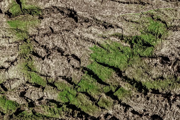 호두나무 껍질의 질감과 그 위에 뿌려진 녹색 페인트