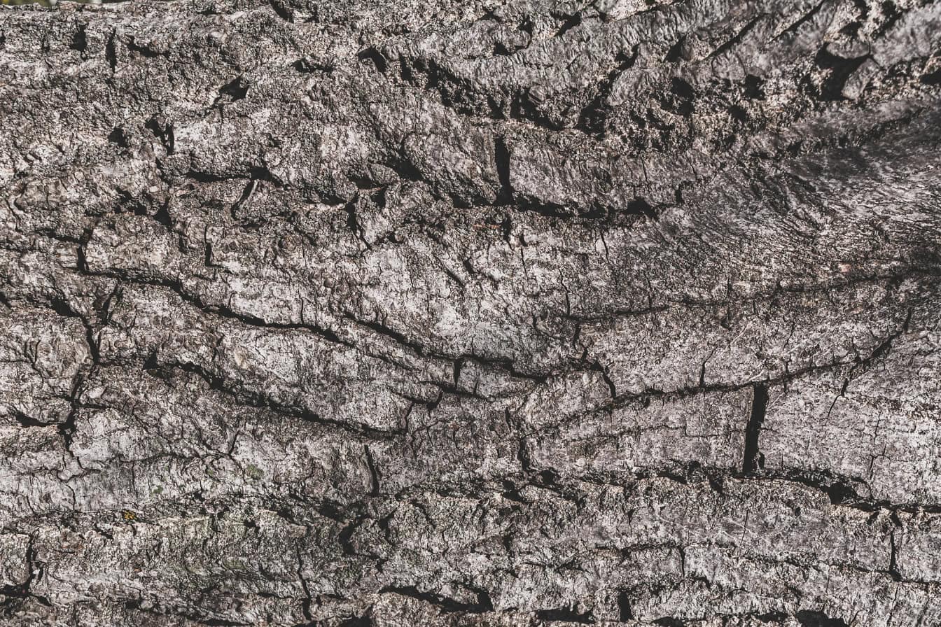 Zbliżenie tekstury ciemnoszarawej kory orzecha włoskiego