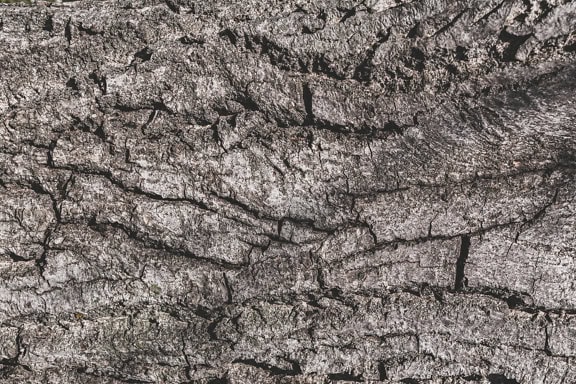 Close-uptextuur van een donkere grijsachtige schors van de walnootboom
