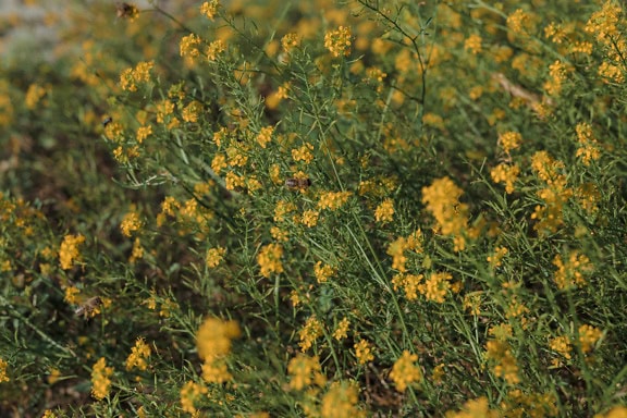 Økologisk raps i fuldt flor på engen (Brassica napus)