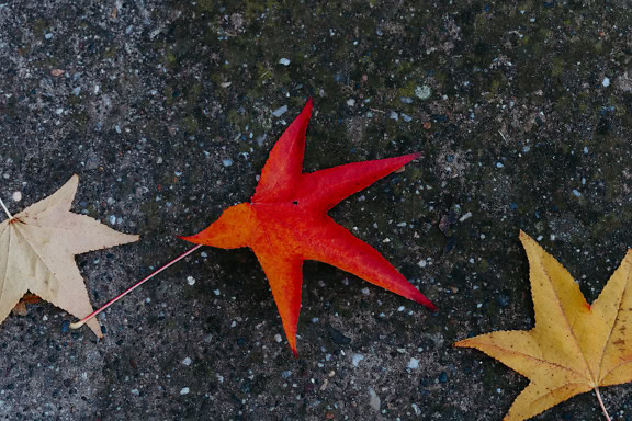 Белезникави, жълти и бордо листа, паднали листа върху тъмен бетон през есента