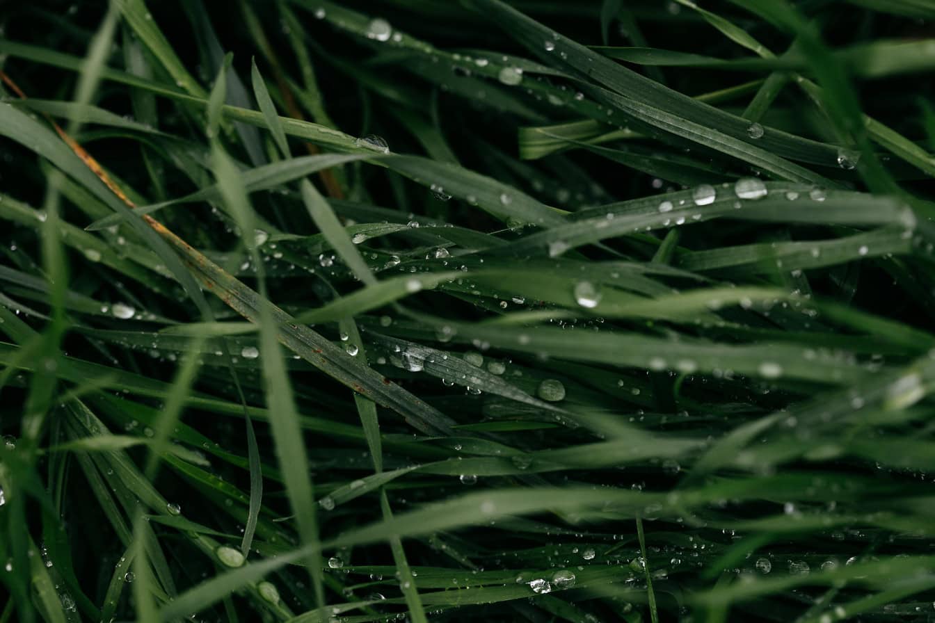 Close-up de folhas de grama verde escura no gramado com gotas de orvalho