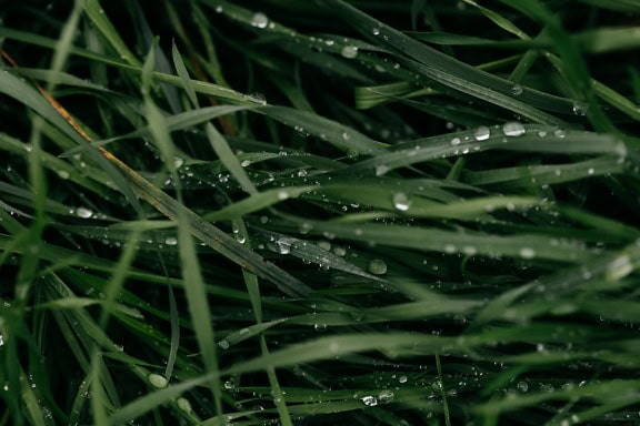 Primer plano de hojas de hierba verde oscuro en el césped con gotas de rocío