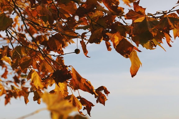 Клони с тъмнооранжеви листа в края на есента