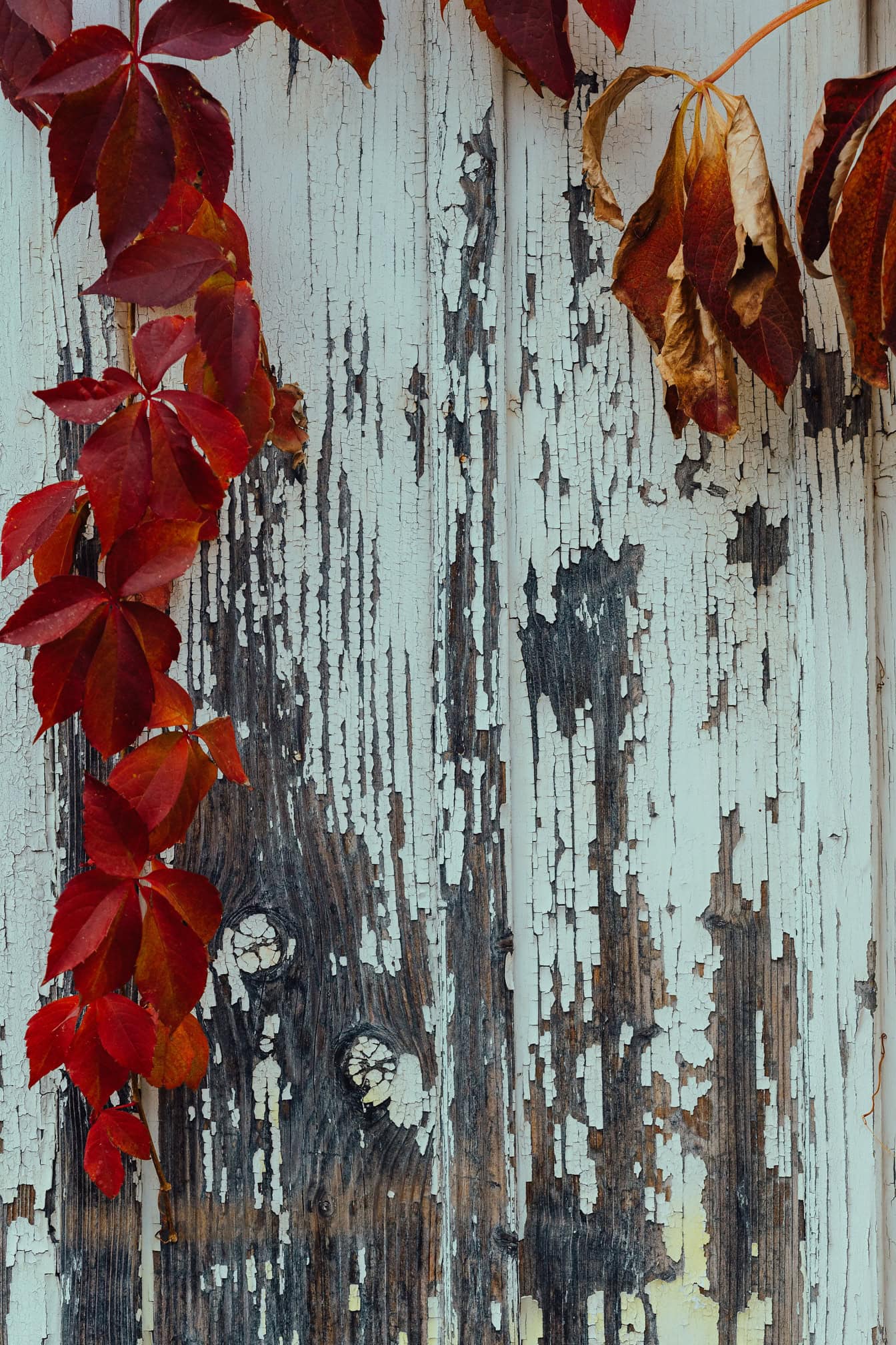 古い板で作られた木の表面に赤みを帯びたツタの葉が白いペンキで剥がれ落ちます