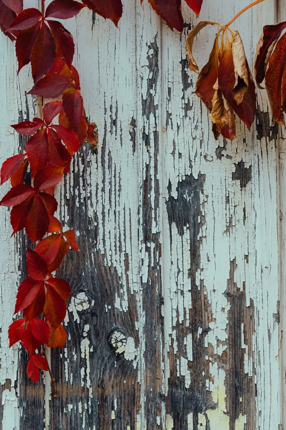 Roodachtige klimopbladeren over een houten oppervlak gemaakt van oude planken met witte verf die afbladdert