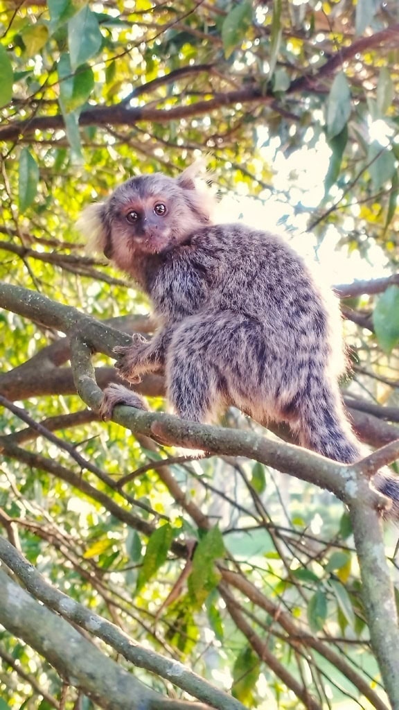 Rozkošná mladá kosmáčová opica na strome (Callithrix jacchus)