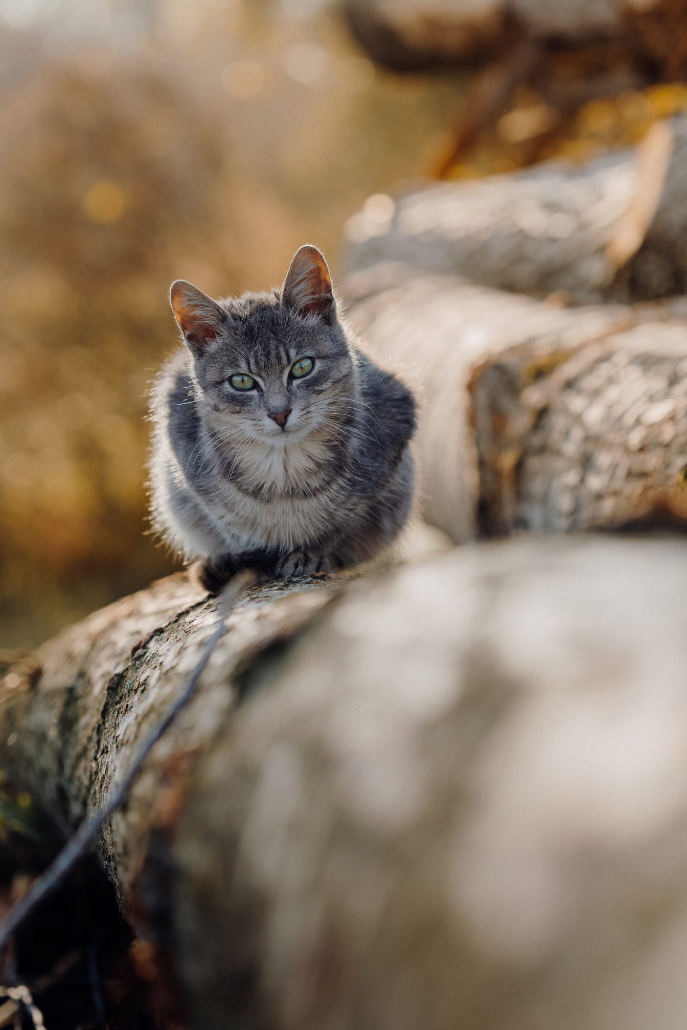 Een nieuwsgierige huiskat met groenachtige ogen die op een boomstam zitten