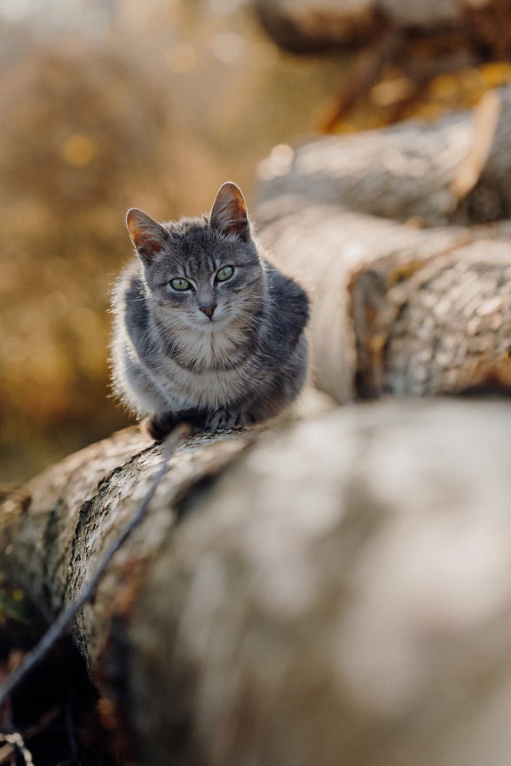 Seekor kucing domestik yang penasaran dengan mata kehijauan duduk di atas kayu gelondongan
