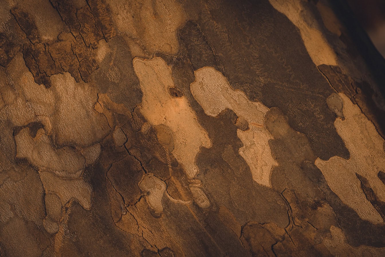 En tekstur af en gulbrun bark af et træ i halvskygge