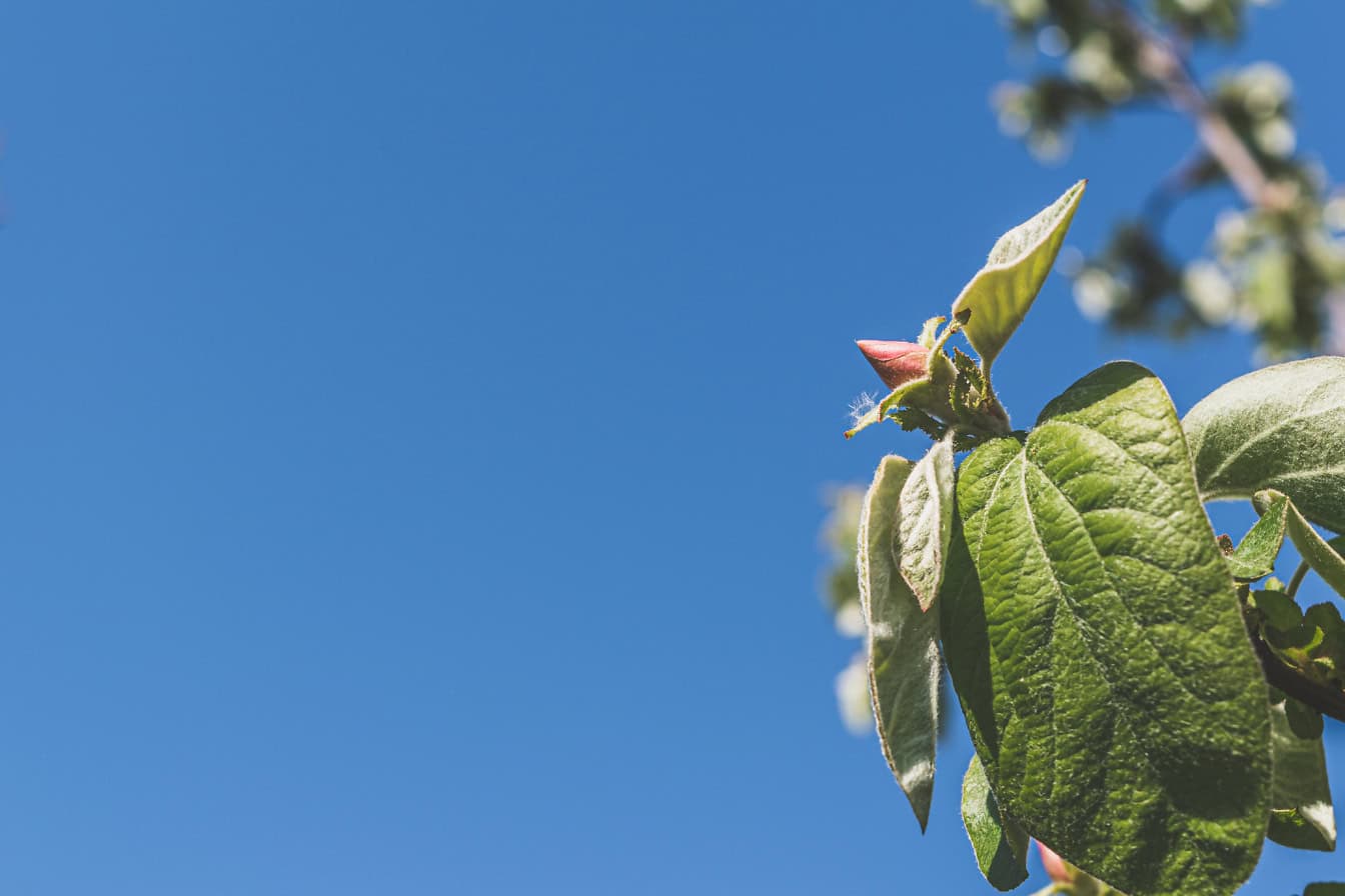 Close-up van een knop van een kweepeer met blauwe hemel als achtergrond