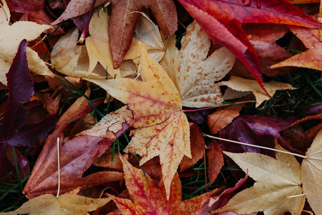 Tekstur af en bunke efterårsblade i gullig, brun og mørk rødlig farve