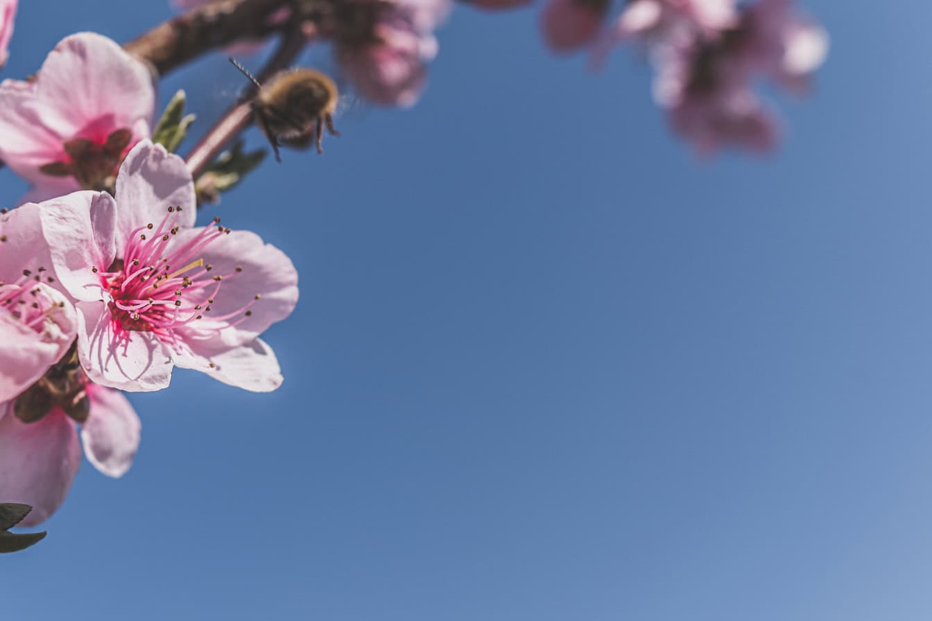 Lähikuva vaaleanpunaisesta persikan kukasta täydessä kukassa, sininen taivas taustalla