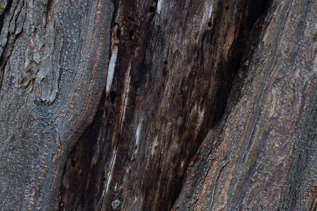 Texture of a damaged tree trunk without bark