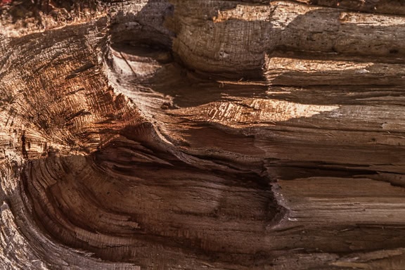 A textura do tronco dividido no nó em semi-sombra