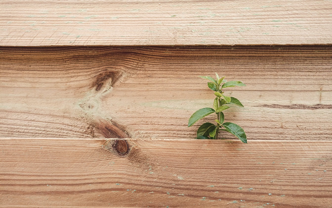 Un alberello di pianta che cresce attraverso assi di legno