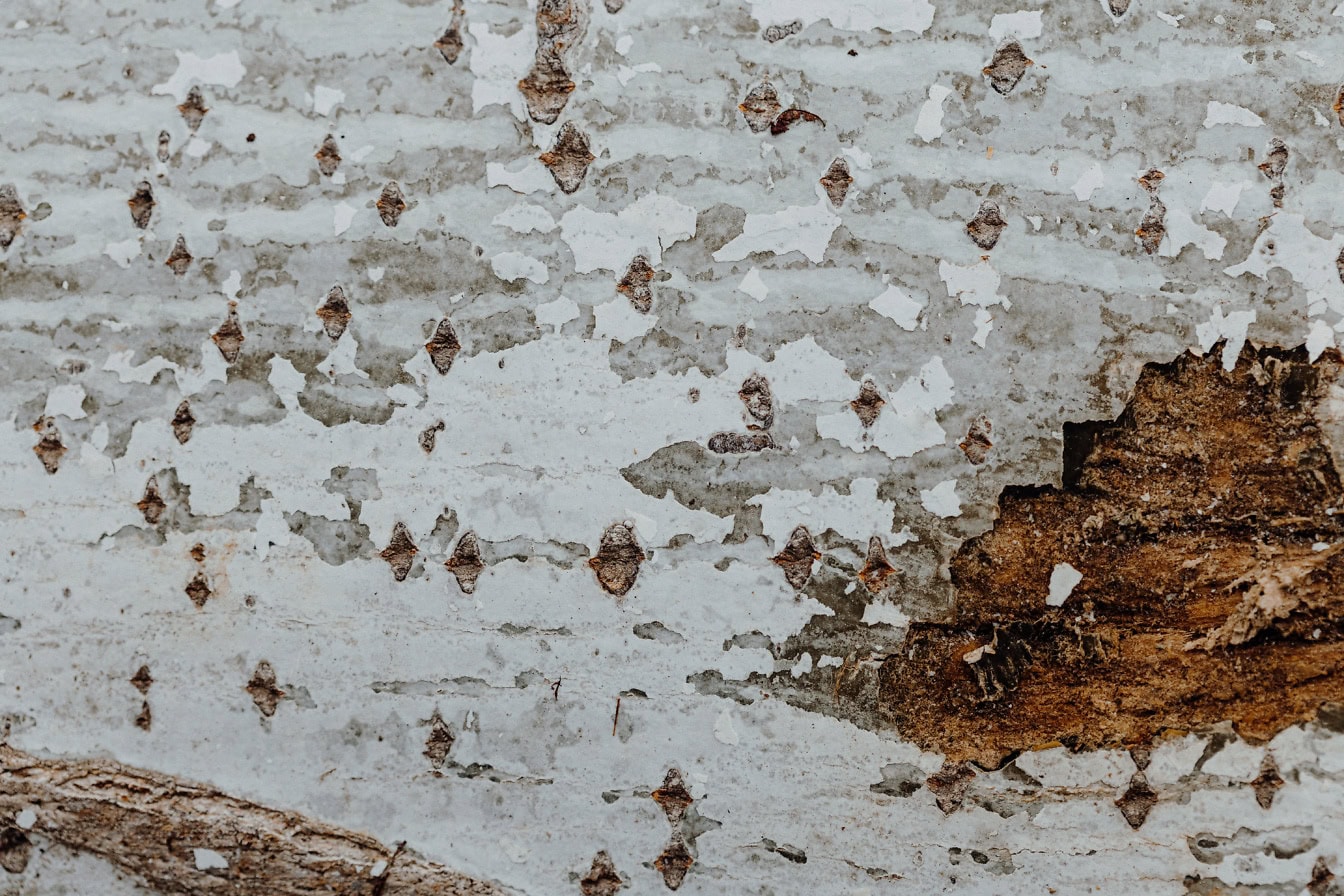 Egy régi fa tábla textúrája, több réteg szürke és fehér festékkel, amely leválik